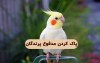 تمیز کردن مدفوع پرنده خانگی  از روی فرش و مبل عروس هلندی ، طوطی